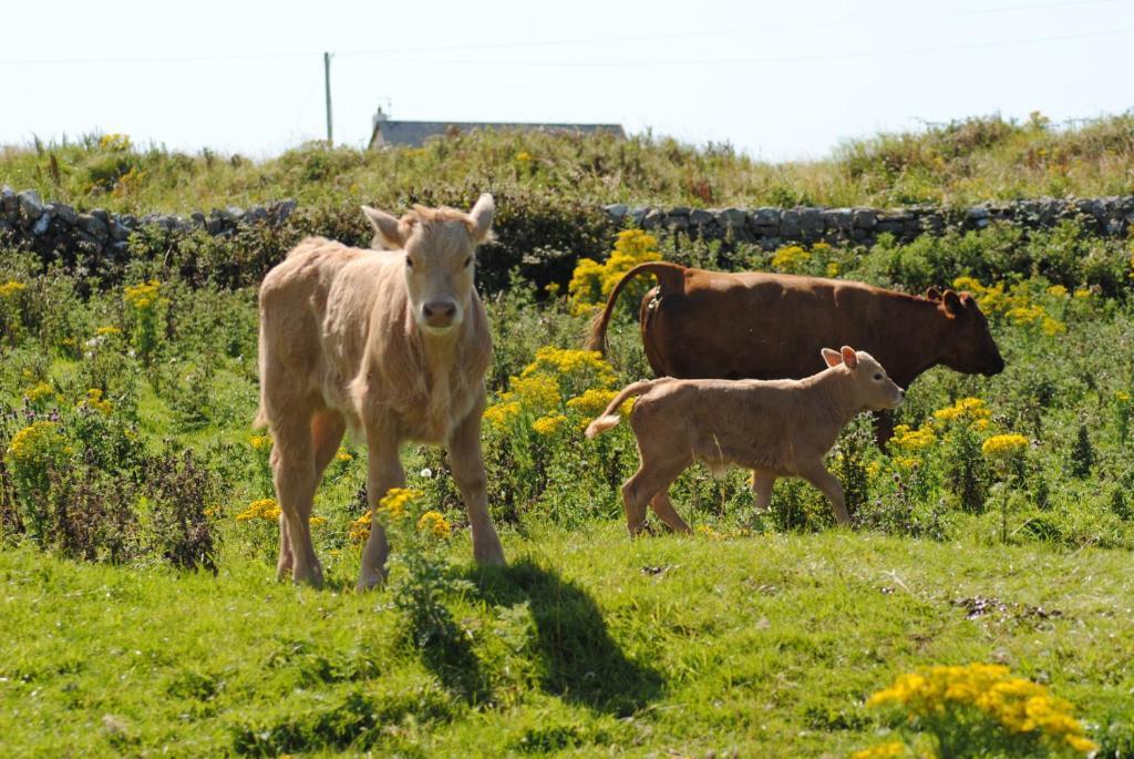 O'Connor'S Accommodation Doolin Bagian luar foto